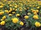 Yellow Chinese carnations background. Aerial view of yellow flowers. Urban garden. Gardening and sustainable agriculture