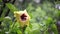 Yellow Chinese hibiscus with rain