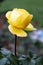 Yellow Chinese rose after the rain.