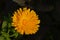 Yellow chrysant flower - Chrysanthemum