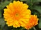 Yellow Chrysanthemum