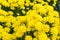 Yellow chrysanthemum