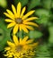 Yellow chrysanthemum