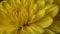 Yellow chrysanthemum