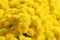 Yellow chrysanthemum background