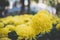 yellow chrysanthemum. blooming aster flower in garden. flora fie