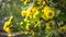 Yellow chrysanthemum bush