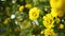 Yellow chrysanthemum bush