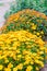 Yellow chrysanthemum bush in the garden