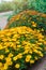 Yellow chrysanthemum bush in the garden