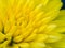 Yellow Chrysanthemum Daisy Close-up Shot