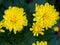 Yellow Chrysanthemum Daisy Close-up Shot