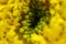 Yellow Chrysanthemum Flower