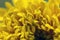 Yellow Chrysanthemum Flower