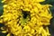 Yellow Chrysanthemum Flower