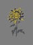 Yellow Chrysanthemum flower design on Grey Background. Unique botanical drawing