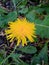 yellow chrysanthemum flower on the green lawn of the garden park