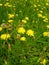 yellow chrysanthemum flower on the green lawn of the garden park