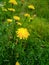 yellow chrysanthemum flower on the green lawn of the garden park