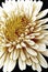 Yellow chrysanthemum flower, large chrysanthemum flower isolated on black