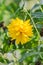 Yellow Chrysanthemum flower, mums or chrysanths, genus Chrysanthemum in the family Asteraceae, green field, close up