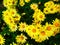 Yellow chrysanthemum flower similar to daisies