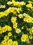 Yellow chrysanthemum flower similar to daisies