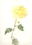 Yellow chrysanthemum flower watercolor drawing