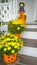 Yellow Chrysanthemum Flowers Growing in Pumpkin Pots