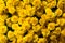Yellow chrysanthemum flowers. Lush flowering. Floral background