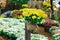 Yellow chrysanthemum flowers in a pot on a pillar