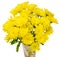 Yellow chrysanthemum flowers in a transparent vase, close up white background