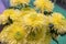 Yellow chrysanthemum flowers. Yellow flower in the garden. gardening, botany, floristry, texture and flora concept - beautiful