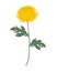 Yellow chrysanthemum with green leaves on a white background