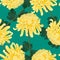 Yellow Chrysanthemum, Kiku Japanese Flower on Green Teal Background. Vector Illustration