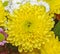 Yellow Chrysanthemum macro, bouquet flowers, floral arrangement