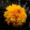 Yellow Chrysanthemum macro photo