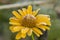 Yellow chrysanthemum in the snow