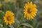 Yellow chrysanthemum in the snow