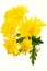 Yellow chrysanthemum on white