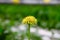 Yellow chrysanthemum in the yard close up	