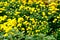 Yellow Chrysanthemums