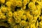 Yellow chrysanthemums bloom