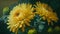 Yellow chrysanthemums on a dark green background. Floral background.