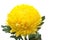 Yellow chrysanthemums flower on a white