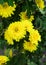 yellow chrysanthemums grow in a flower garden