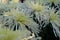 The yellow chrysanthemums with slender petals opened