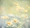 Yellow Chrysanthemums wit water drops. macro. soft focus. shallow depth of field. Chrysanthemum wallpaper