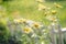 Yellow Chrysanthemums wit water drops. shallow depth of field. Chrysanthemum wallpaper