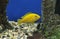 Yellow Cichlid